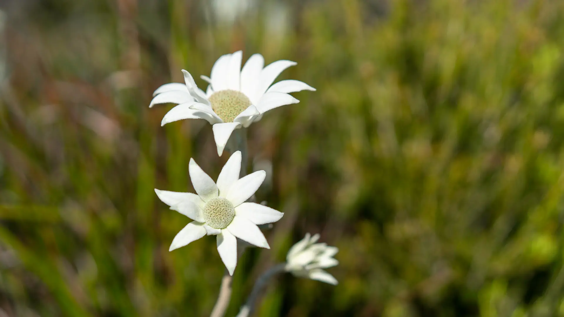 Flora en el Montseny